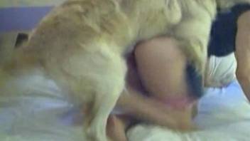 Furry animal fucking an amateur's hot pussy from behind