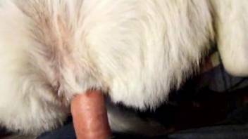 Buddy shoves his hard penis deep into animal's butthole