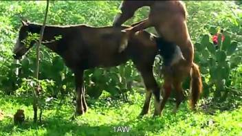 Two horses fuck like crazy in an outdoor porn video