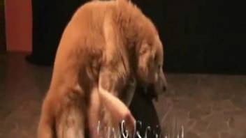Hot babe being banged by a hotter puppy