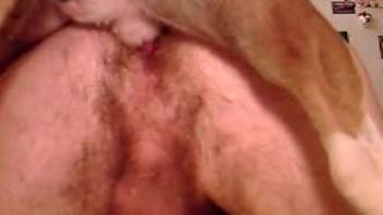 Hairy asshole dude gets fucked by a kinky dog