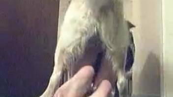 A teenage girl in a skirt being pounded by a dog