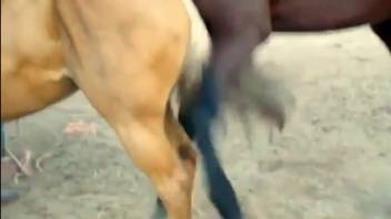Horse screws its mare while an aroused bestiality enthusiast sits and drools