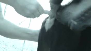 Guy stretching open a canine's snug rear entrance from the back