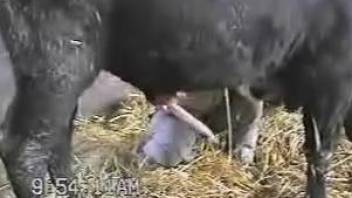 Big-dicked bull getting jerked by a bi-curious farmer