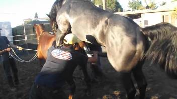 Brown mare getting drilled deep by a black stallion
