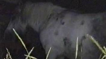 Sexy horse getting fucked from behind in the dark
