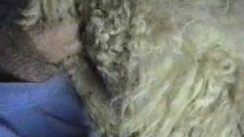 Man enjoys hard sex with a sheep and manages to reach the orgasm