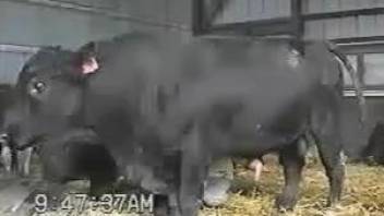 Sexy bull showing off its great penis on camera