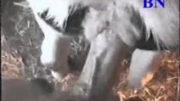 Elderly gentleman anally penetrates the cow before ejaculating forcefully onto its coat
