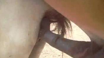 Hung stallion gaping a mare's delicious pussy