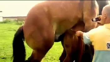 Two horses screwing each other happily in a free porn vid