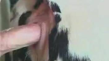Guy's massive dick thrusting into a beast's narrow opening