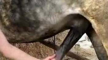 Dark-haired chick opens her heart to bestiality