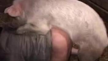 Pig with a hard boner fucks this thick slut from behind