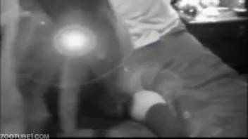 Late evening homemade bestiality clip: Canine rear penetration of the eager spouse