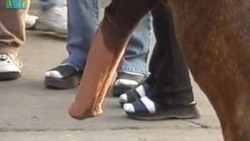 Alluring stallion flaunting its steamy dick in the open air