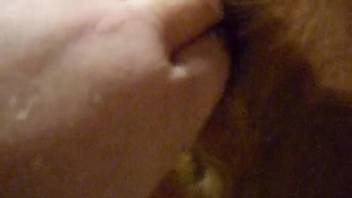 Guy probing a dog's tempting anus on camera