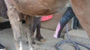 Dude jerks a horse's hot cock after it fucks the mare