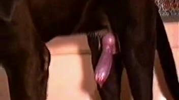 Huge-booty babe gets pounded hard by her adorable massive black dog