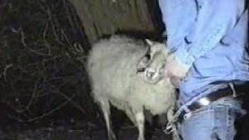 Dude uses his awesome penis to fuck a sexy sheep