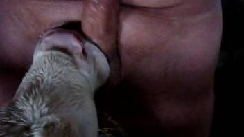Dude's small cock getting licked by a kinky cow
