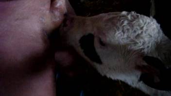 Guy's tiny dick being tongued by a freaky cow