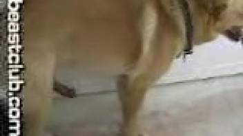Aroused canine engages woman in intense penetration during a live webcam session.
