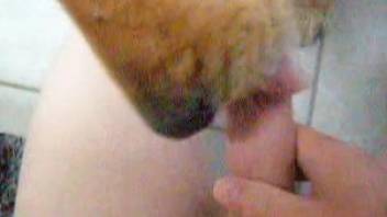 Dude with an uncut cock receives a great BJ from a mutt