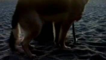 Outdoor footage with a big canine that seems sexy