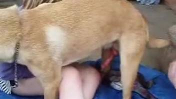 Curvy blonde with a massive ass being roughly dominated by a perverted dog