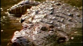 Hot alligators indulging in intense underwater fucking