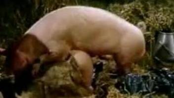 Pretty-looking women fucking the same pig on camera