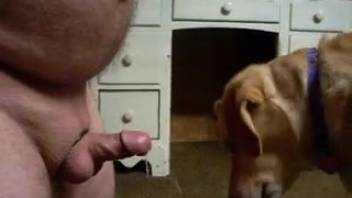 Chubby guy has a fetish for animal blowjobs