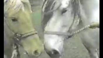 Massive equine cock fulfills this guy's filthy backside cravings