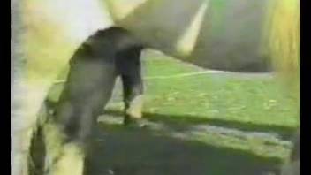 Hot equines banging one another aggressively
