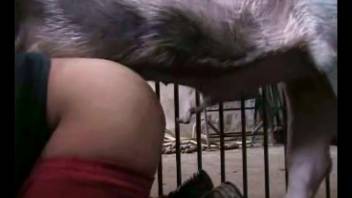 A dirty swine aggressively bangs a scorching hot animal-loving tramp in the doggy position pose