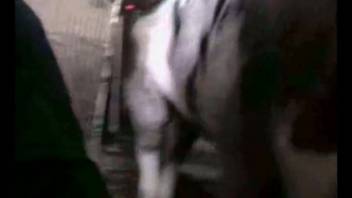 Horny swine thrusting into the zoophile's snug sex opening