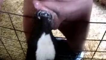 Nude guy relishes the young calf tonguing his cock and nuts