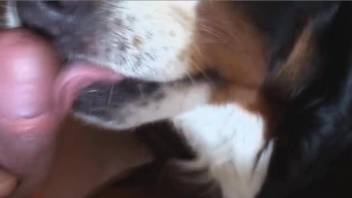 Man leaves his dog to sniff and lick the cock for a few moments