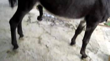Stud horse breeding with its mare drives the aroused bestiality porn enthusiast to salivate