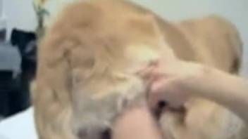 Sexy babe in stockings gets roughly pounded by a dog
