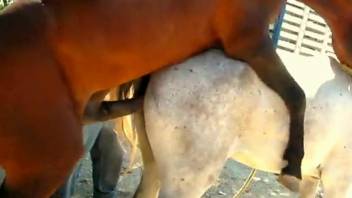 Horse fuck in front of horny zoophilia lover while he's taping