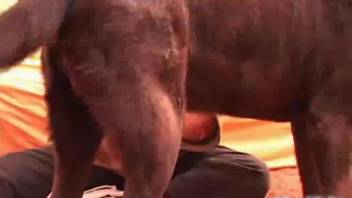 Curvy slut with a massive ass being fucked by a super sexy beast