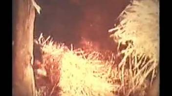 Vintage animal sex clip with intense rear-entry pounding