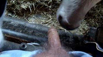 Farm animal smells and sucks my dick in POV bestiality