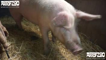 A swine ravishing an enigmatic hottie with a soaked vagina