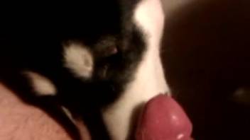 Guy's tasty dick is stimulated by a dog in first-person view