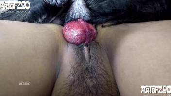 Solo brunette likes the dog's penis in her soaked pussy