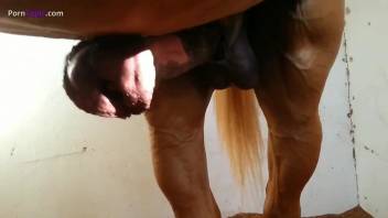 Horny women stroking horse cocks in a passionate compilation